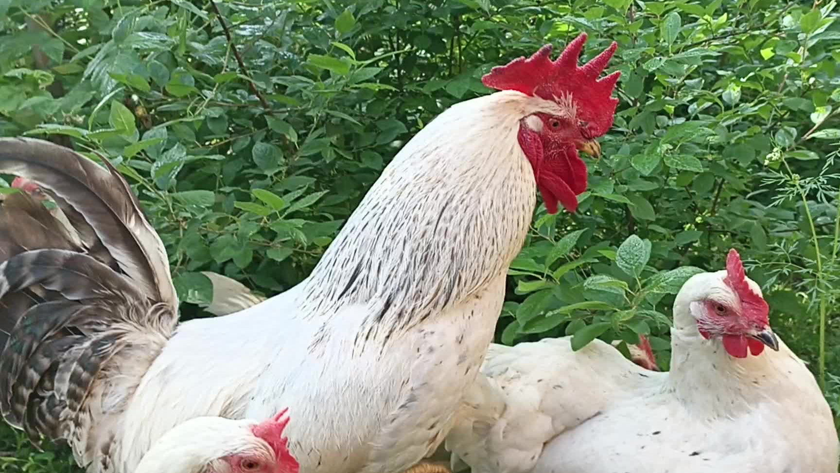 Деревенские курочки.