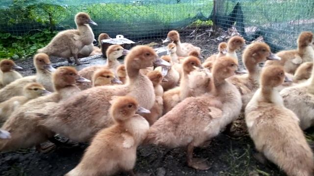 VID_20250617_075903.mp4