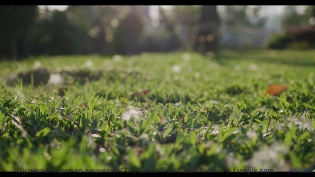 Это видео - как объятие древнего дерева! - Neon Rain -- Dr Sparkles -- Skip Winkley + the True Blue