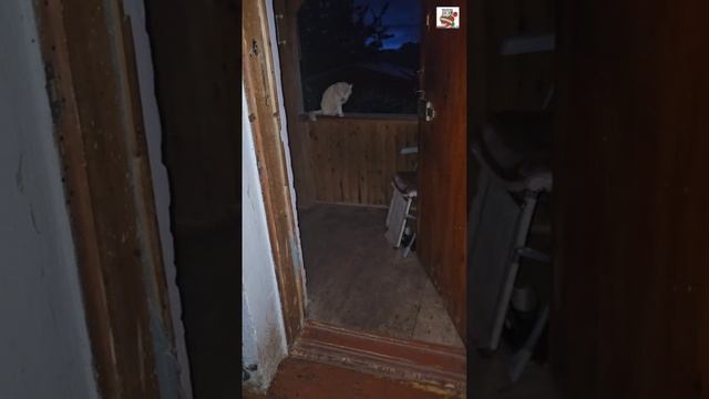 Рыжуле на ночь глядя опять захотелось погулять в дождик🌜🌧☔️😻❤️