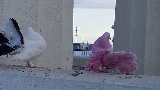 ГОЛУБКИ
