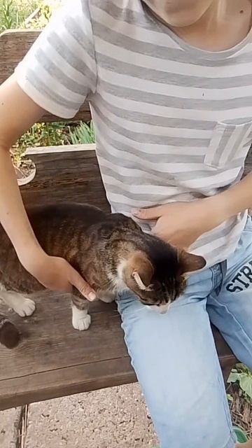 Преданная кошка
