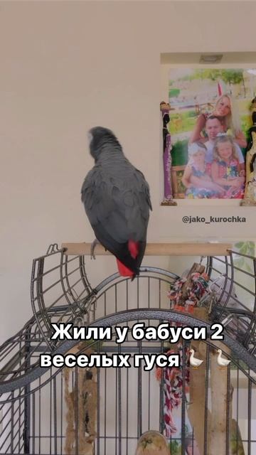 Жили у бабуси…😁🦜