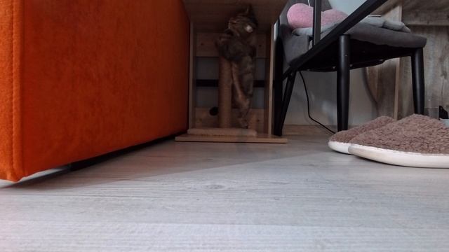 Мой трёхлапый микротигр Лёлик