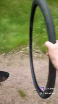 Тренировка #МэниГуля #босерон_питбуль #собаки #дрессировка