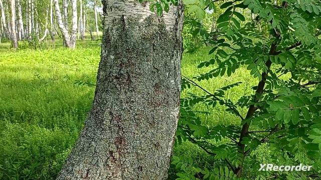 лес 🌲🌳🌲🎶🔊😌🌞🥰