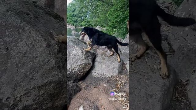 На заливе #МэниГуля #босерон_питбуль #прогулка #собаки