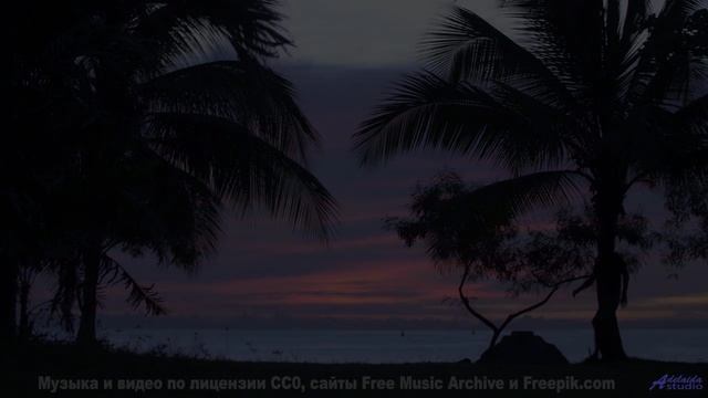 Лес превращается в сказку, стоит лишь включить звук - Miami Sunrise -- King Elizabeth -- Miami