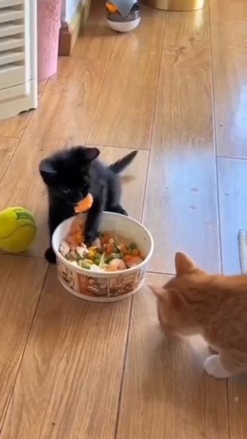 Котейка не хочет делиться с Рыжиком 🥰🤩😋😉