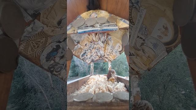1000044826.mp4Жизнь кормушки.17.06.2025г.