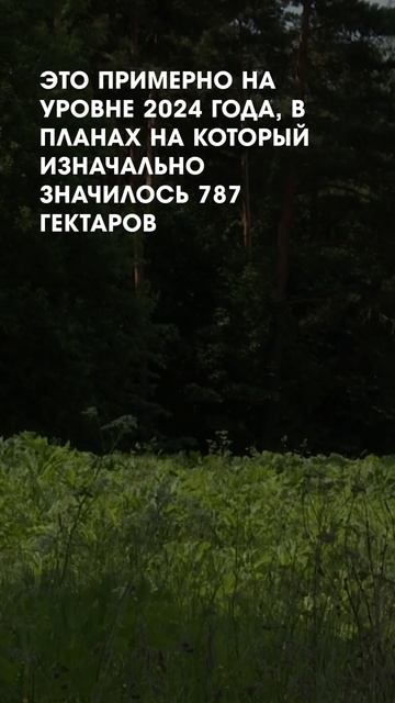 Борщевик