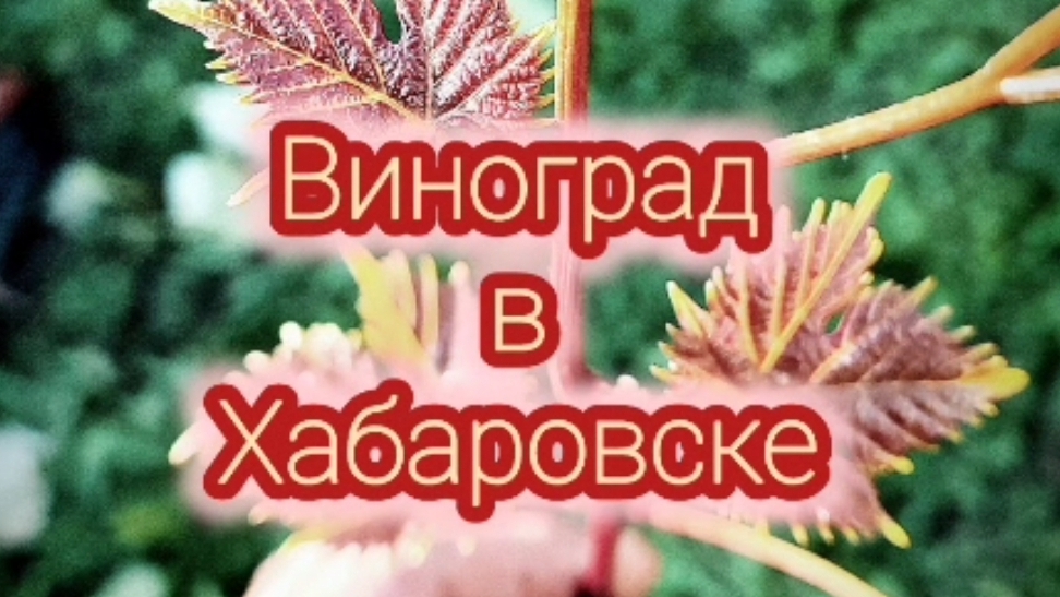 Виноград Хабаровска.