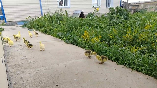 гусята
