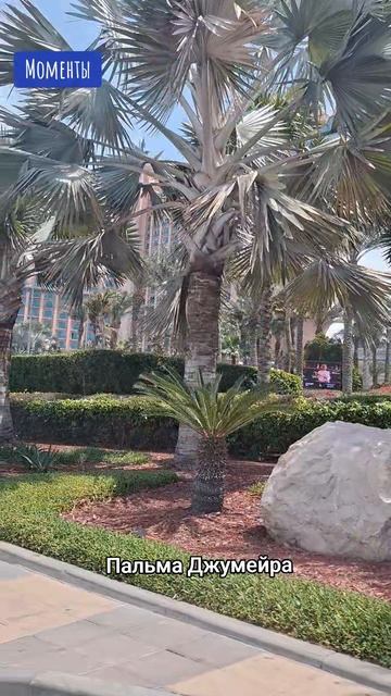 Пальма Джумейра