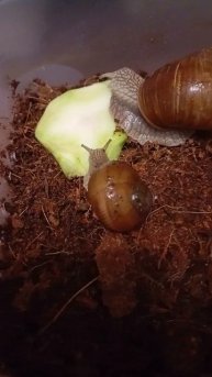 виноградные улитки