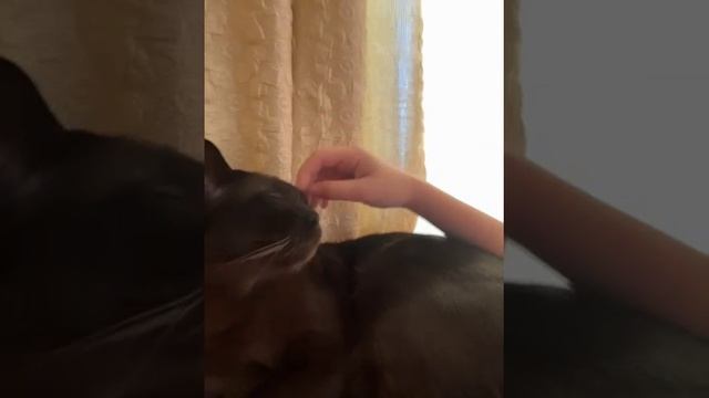 Простите что нет видео