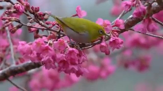 Самые красивые животные на планете: обзор удивительных созданий ч.20