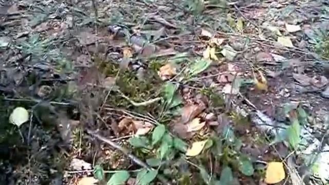 В плену у мухоморов