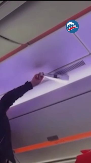 Оса в салоне чуть не сорвала рейс Хабаровск — Москва