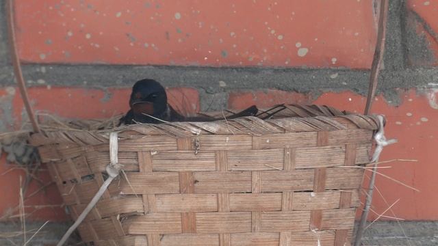 Ласточка высиживает птенцов (яйца ещё).
В Сочи