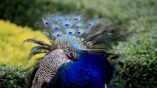 Самые красивые животные на планете: обзор удивительных созданий ч.4