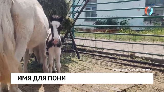 Имя для пони
