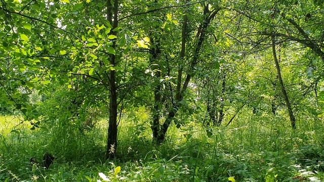 Здорово нынче в саду.