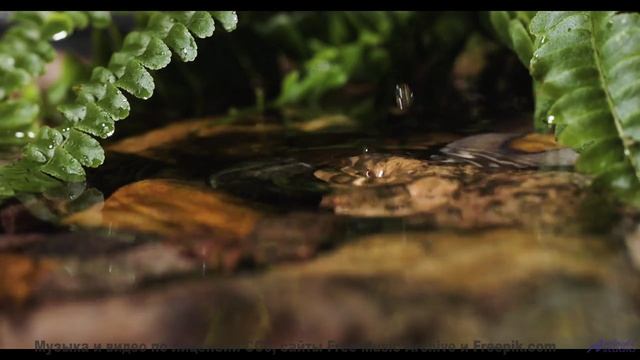 Эта мелодия создаёт мир, в котором хочется остаться - Bout De Toi -- Anemone -- Live at WFMU for Sop