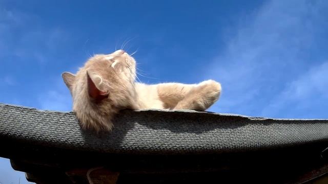 ЕГОР ТРОФИМОВ - "Планета Котов" (Official Audio, single, 2025 г.)