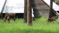 Лосята вышли из домика на прогулку (третий лосёнок за деревьями) 16.06.2025