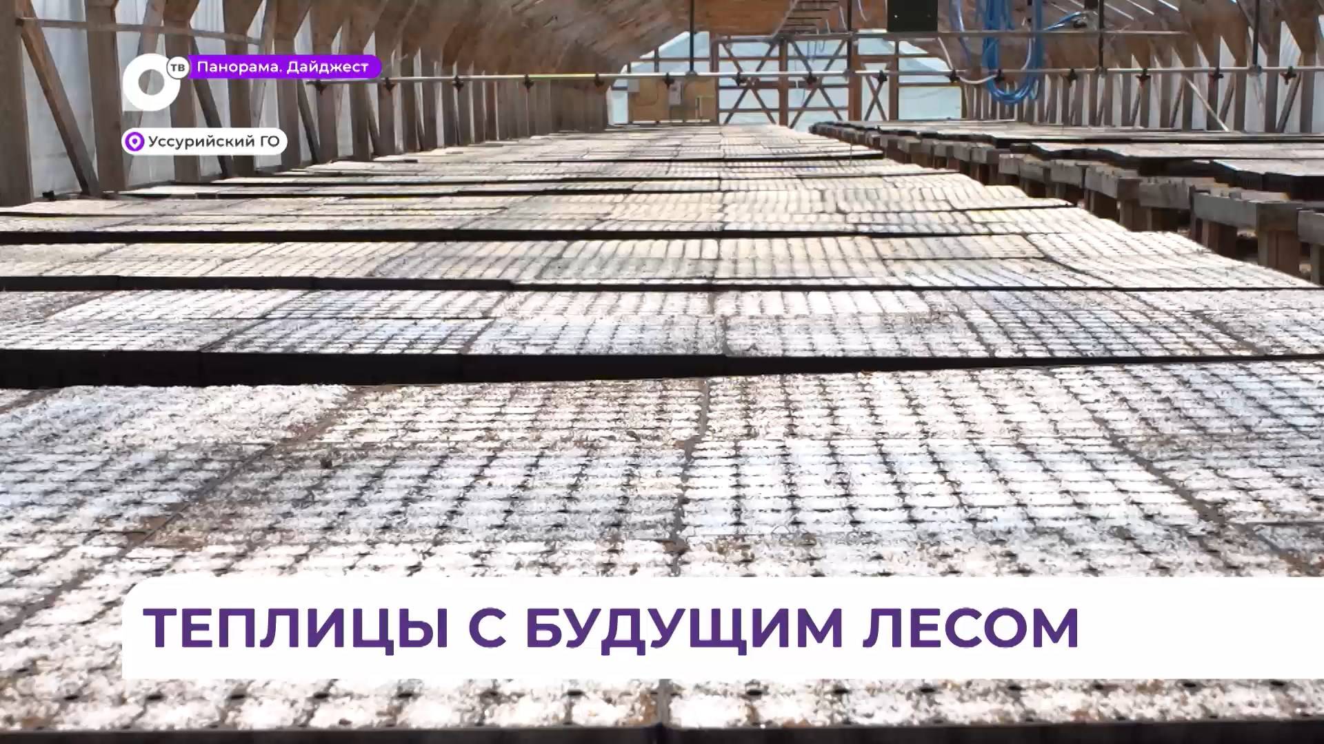 В тепличном комплексе в селе Каймановка завершили сезон посева для лесовосстановления