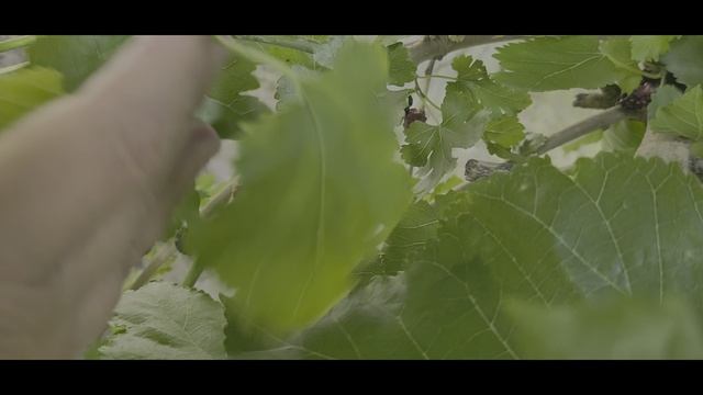 Одну ягодку беру...