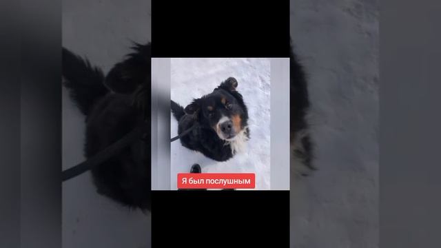 Бороше снова нужен дом.