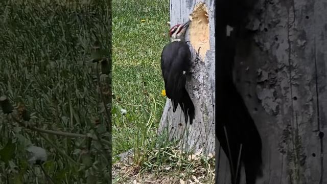 Дятел перестарался