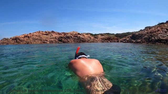 Вы такого не видели - природа под этим хитом - Mushrooms -- HoliznaCC0 -- Chill Out