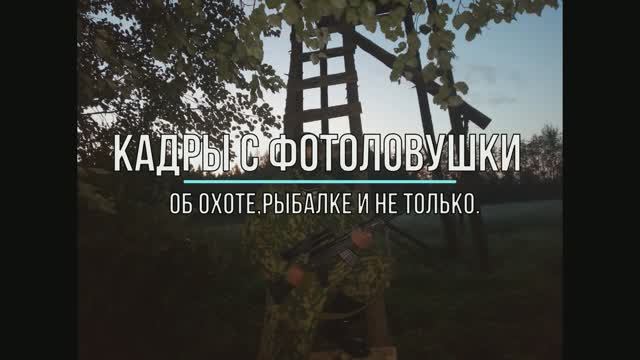 Кадры с фотоловушки.