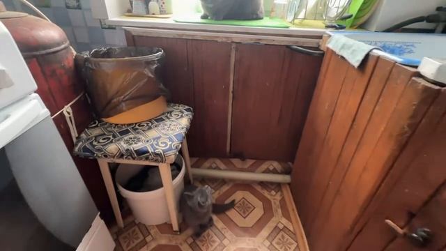 приехали в гости к бусинке в деревню, она не очень рада мне, но скоро мы заиграем)