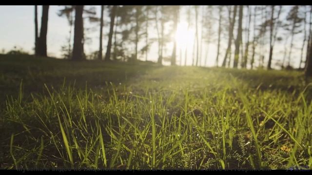 Кадры природы, обработанные квантовым компьютером! - What Is This Thing Called Love -- Taylor Poe --