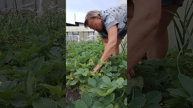 Собираю клубнику ,обещали сезон дождей.