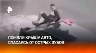 Толпа помяла крышу авто, пока спасалась на ней от злой собаки