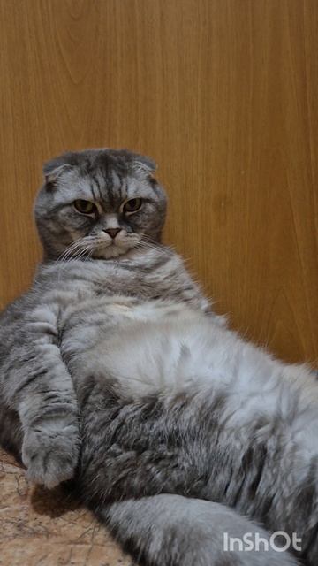 Кот тимоша отдыхает