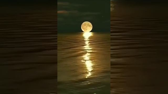 The Ambientalist - Reflections