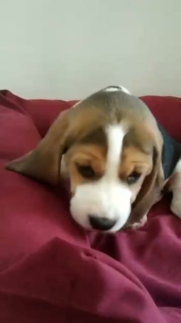 моя собака в детстве милота🤗