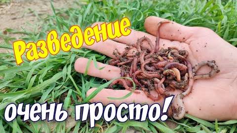 Как развести червей для рыбалки бесплатно — домашняя компостная яма своими руками