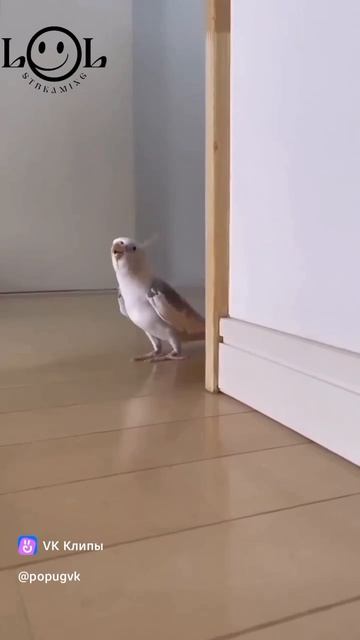 попугаи 🦜