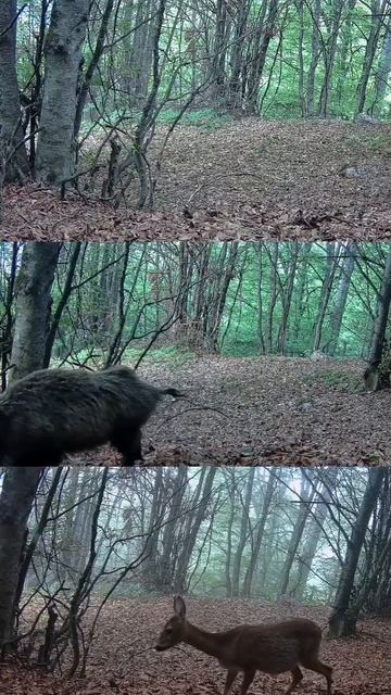 Эффектная нарезка видео фотоловушки в лесу Хасанского района Приморского края
