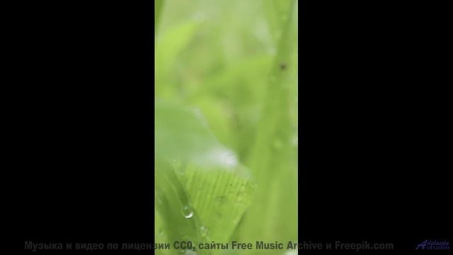 Отправляйтесь в путь под эту песню - и каждый момент станет особенным! - Buzzy Minuet -- Chad Crouch