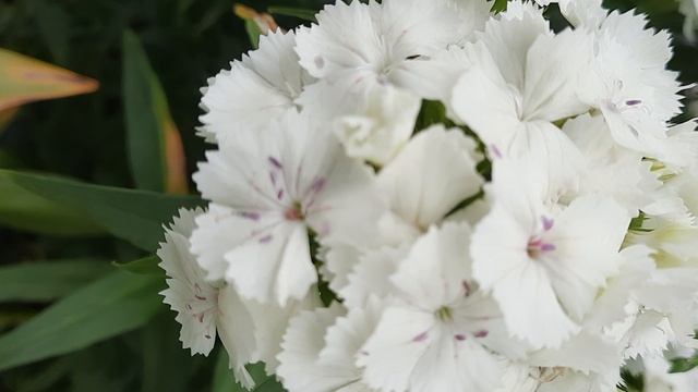 Символ материнской любви