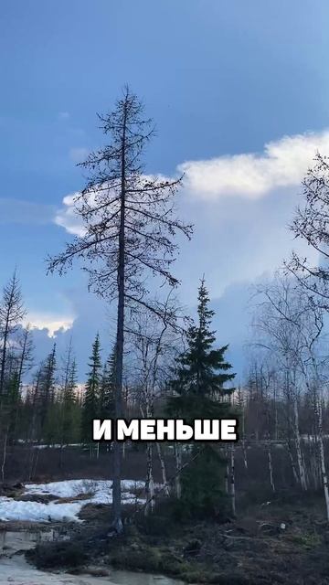 Как я съездил в командировку в лесотундру летом