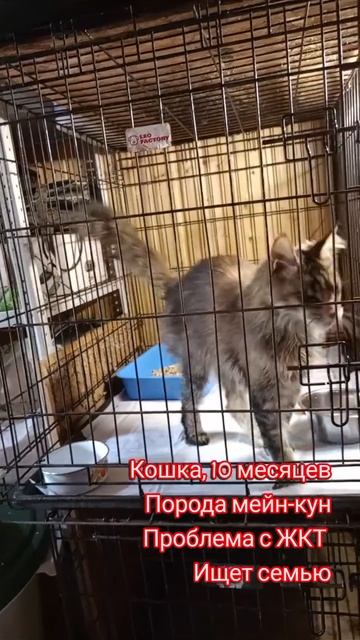 Кошка мейн-кун, 10 месяцев, ждёт семью